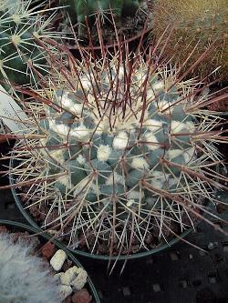 (Mammillaria petterssonii)