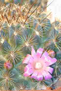 (Mammillaria petterssonii)