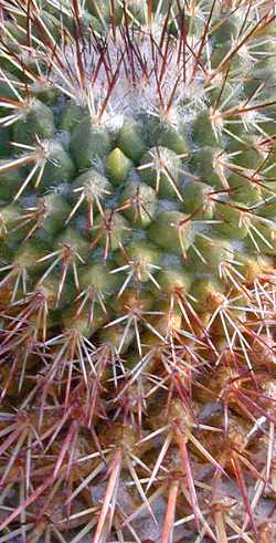 (Mammillaria petrophila ssp. arida )