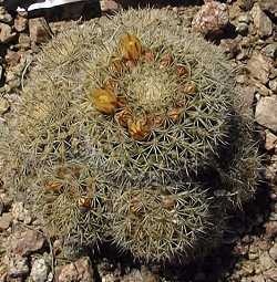 (Mammillaria scrippsiana var. autlanensis )