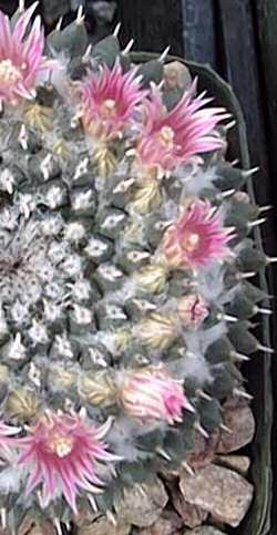 (Mammillaria bachmannii)