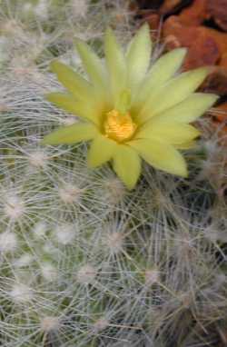 (Mammillaria baumii)