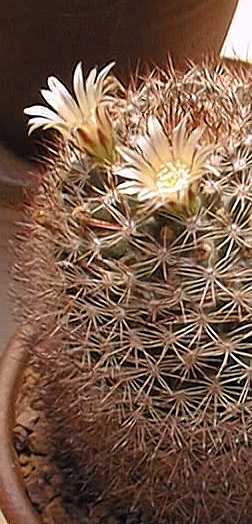 (Mammillaria baxteriana)