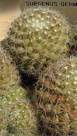 (Mammillaria beneckei)