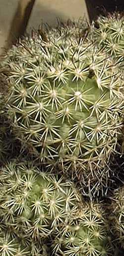 (Mammillaria blossfeldiana)