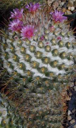 Silken Pincushion(Mammillaria bombycina)