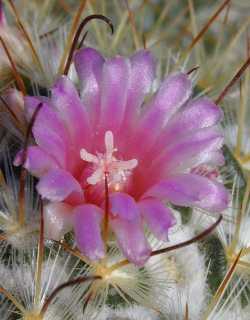 Silken Pincushion(Mammillaria bombycina)