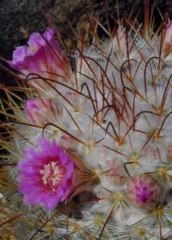 Silken Pincushion(Mammillaria bombycina)