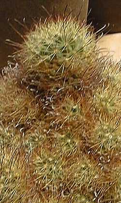 (Mammillaria carretii)