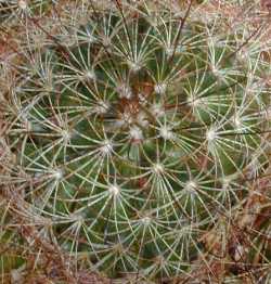 (Mammillaria carretii)