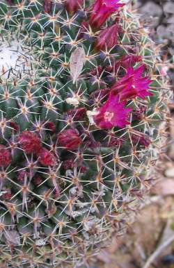 (Mammillaria mystax 'casoi')