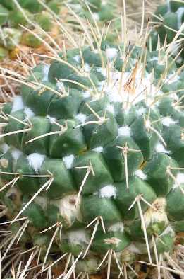 (Mammillaria centricirrha)