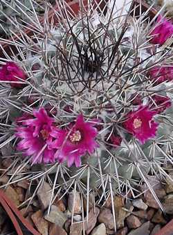 (Mammillaria sonorensis 'craigii')