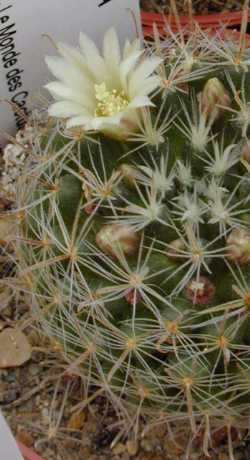 (Mammillaria crinita)