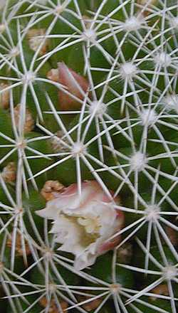 (Mammillaria decipiens)