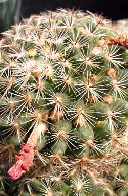 (Mammillaria deherdtiana ssp. deherdtiana )