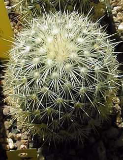 (Mammillaria densispina)