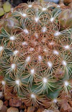 (Mammillaria deherdtiana ssp. dodsonii )