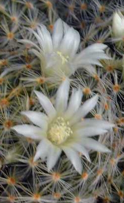 (Mammillaria schiedeana ssp. dumetorum )