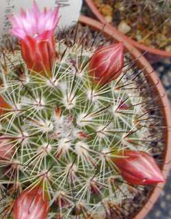 (Mammillaria duoformis)