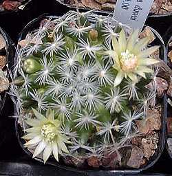 (Mammillaria duwei)