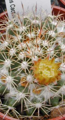 (Mammillaria evermanniana)