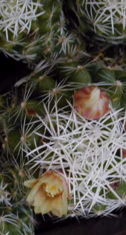 Thimble Cactus(Mammillaria gracilis)