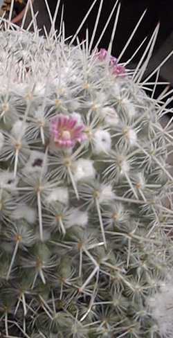 (Mammillaria geminispina)