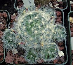 (Mammillaria glassii var. glassii )