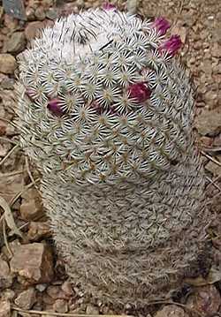 (Mammillaria haageana ssp. haageana )