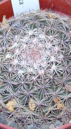 (Mammillaria heyderi ssp. hemisphaerica )