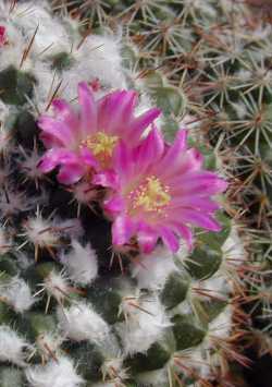 (Mammillaria hertrichiana)