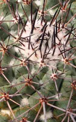 (Mammillaria hertrichiana)