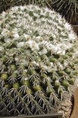 (Mammillaria johnstonii)