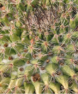 (Mammillaria johnstonii)