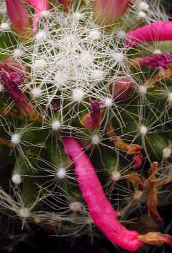 (Mammillaria kraehenbuehlii)