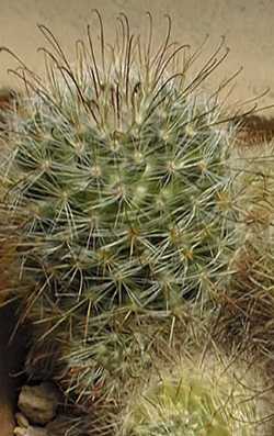 (Mammillaria crinita ssp. leucantha )