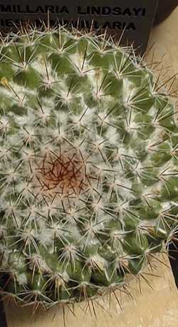 (Mammillaria lindsayi)