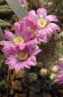 (Mammillaria longiflora ssp. longiflora )