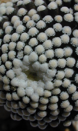 (Mammillaria luethyi)