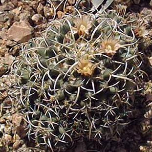 (Mammillaria magnimamma 'macracantha')