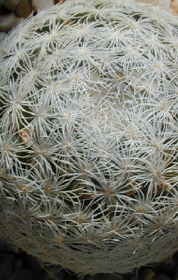 (Mammillaria magallanii)