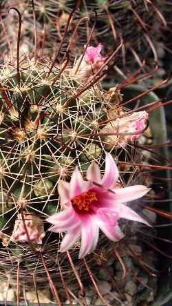 Counter-Clockwise Fishhook(Mammillaria mainiae)