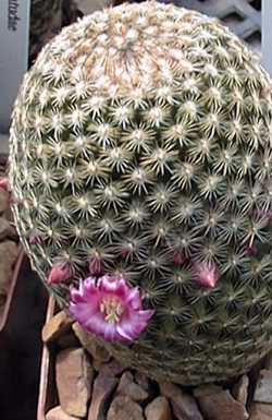 (Mammillaria matudae)