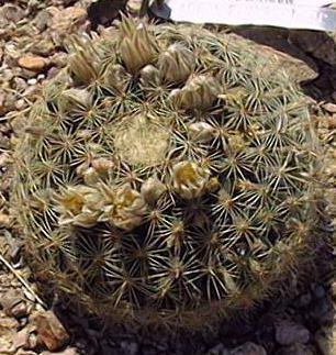 (Mammillaria heyderi ssp. meiacantha )