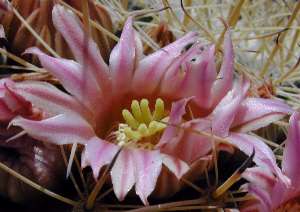 (Mammillaria melanocentra ssp. melanocentra )