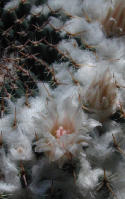 (Mammillaria hahniana ssp. mendeliana )