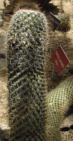 (Mammillaria meyranii)