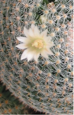 (Mammillaria formosa ssp. microthele )