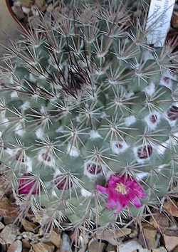 (Mammillaria montensis)